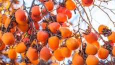 ქართული ხურმის მთავარი საექსპორტო ბაზარი რუსეთია - კიდევ სად გადის და რამდენად