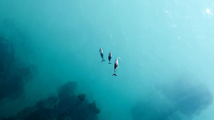 იტალიის სანაპიროსთან გაიხსნება ევროპაში პირველი დელფინების თავშესაფარი, რომლებიც ადრე წარმოდგენებში მონაწილეობდნენ