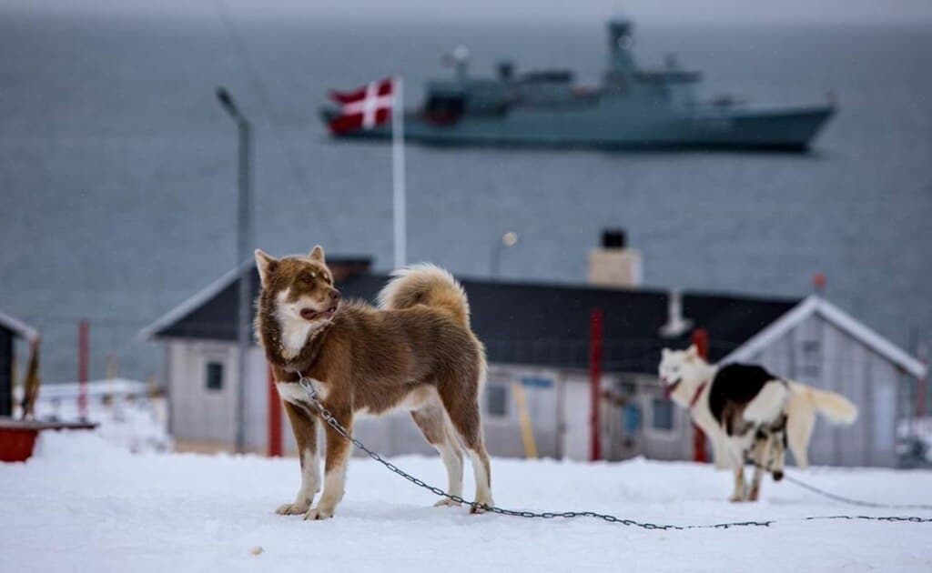 ტრამპი გრენლანდიის თავდაცვაზე: ძაღლების ორი მარხილია