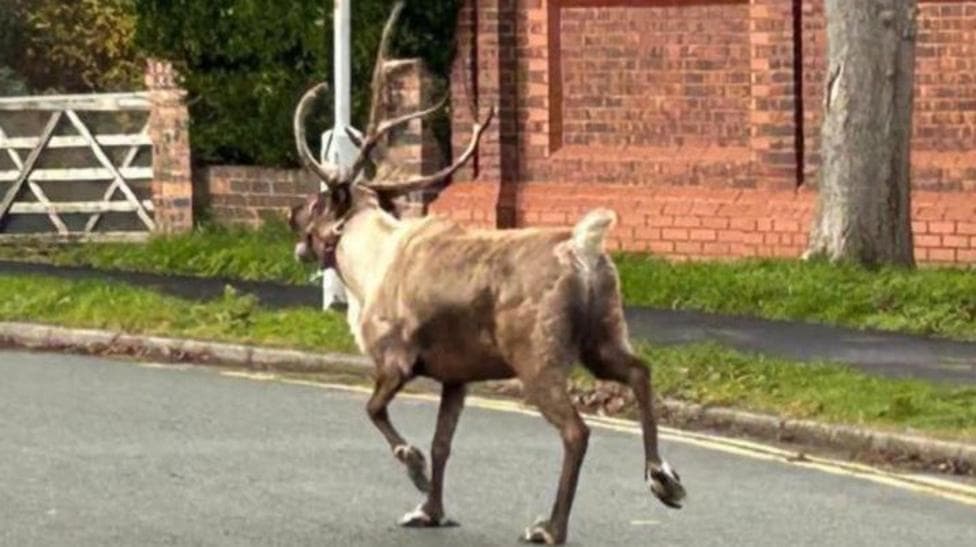 Buddy the Reindeer breaks free from Christmas show