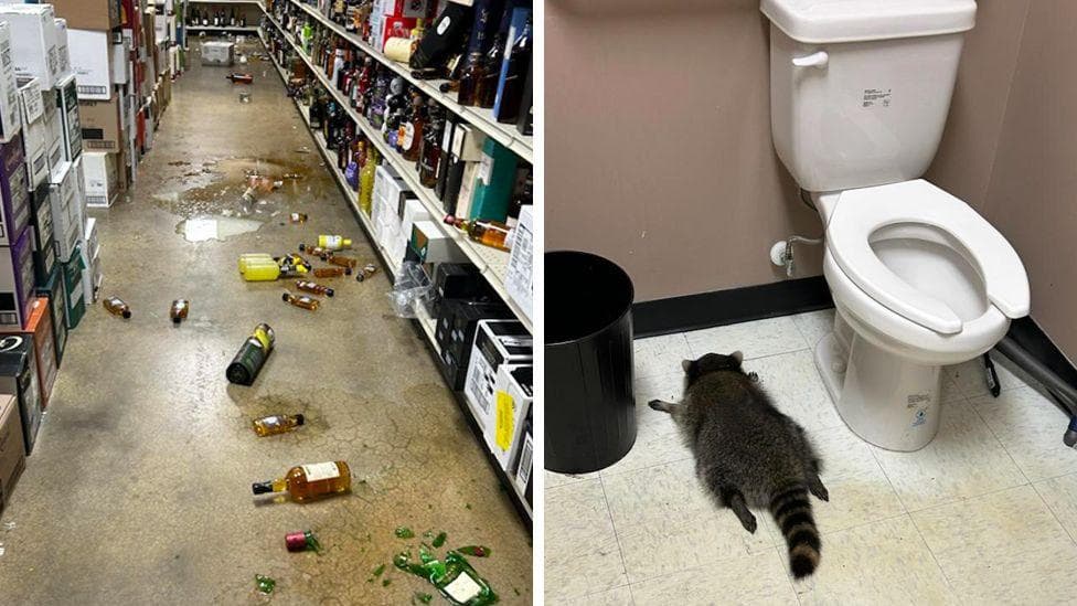 Drunk raccoon found passed out on liquor store floor after breaking in