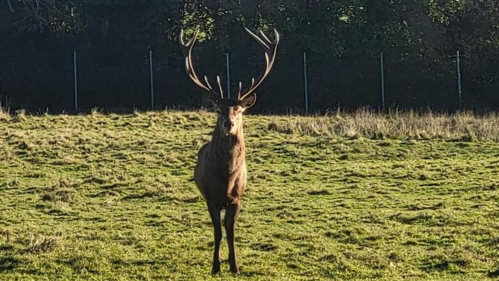 'Callous' beheading of stag prompts police investigation