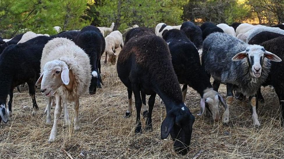 Greek sheep and goat cull raises fears of feta cheese shortage