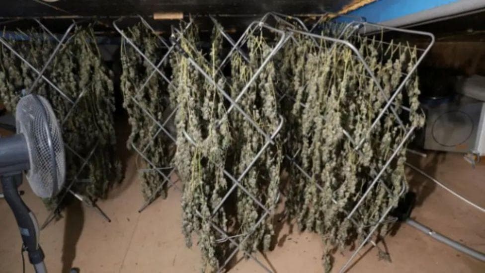 Secret £3.5m cannabis farm that stood out like a 'beacon' in sleepy village