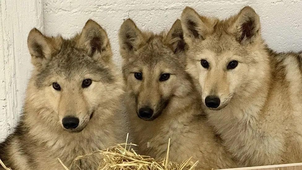 Mystery of wolf-type dogs solved with DNA test
