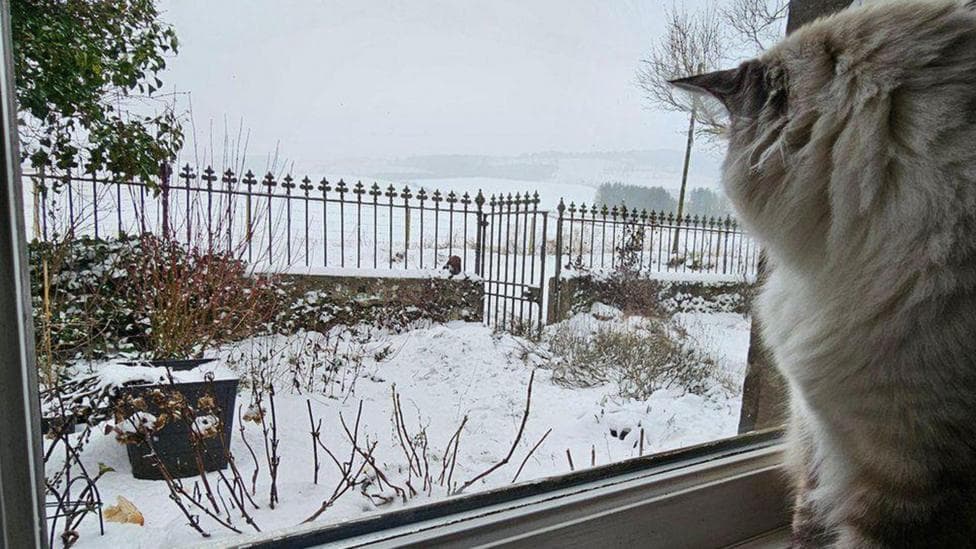 How to look after your pets in cold weather