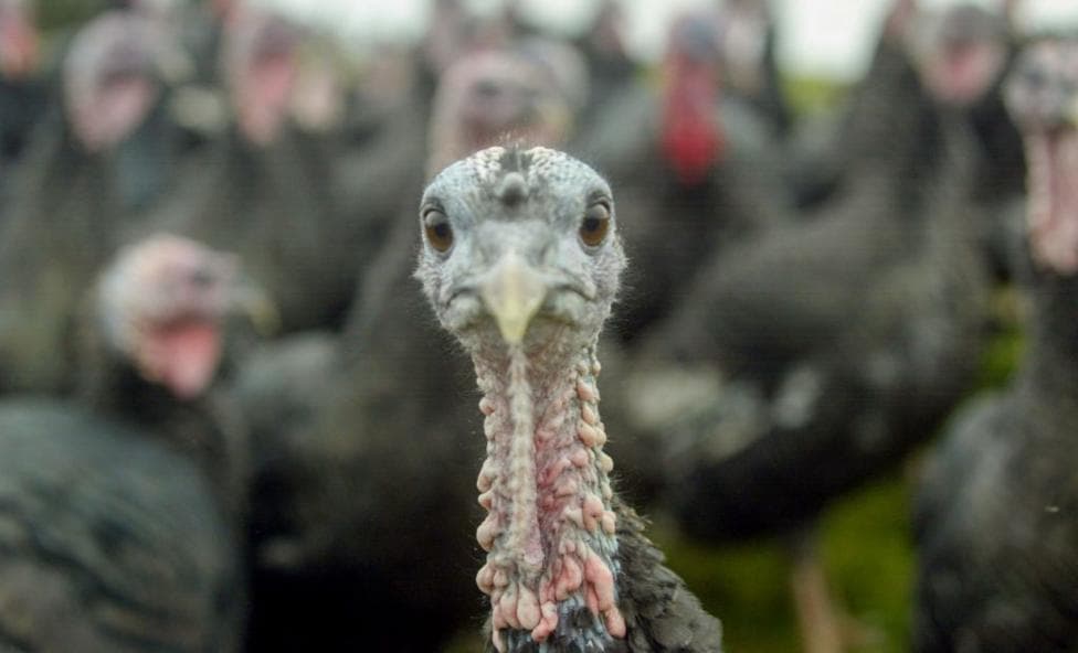 When turkeys were walked to London for Christmas