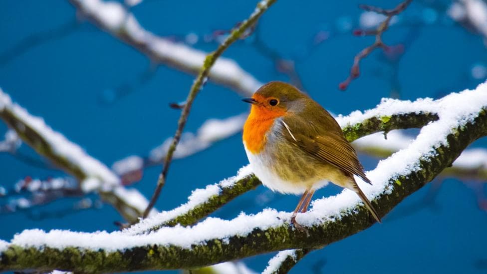 Will we see a white Christmas this year?