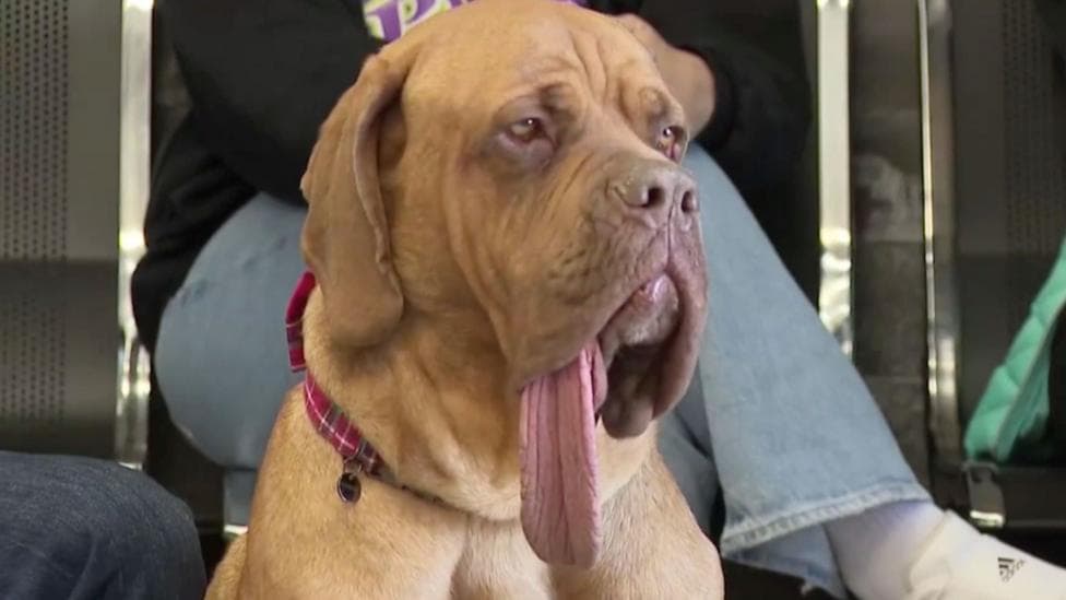 Watch: Ozzy the dog sets Guinness World record for longest canine tongue