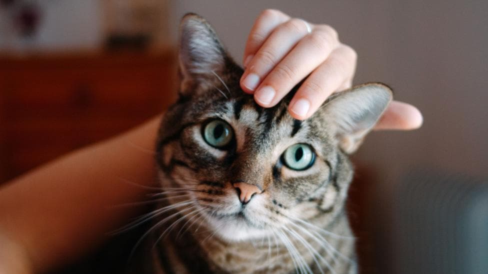Cats became our companions way later than you might think