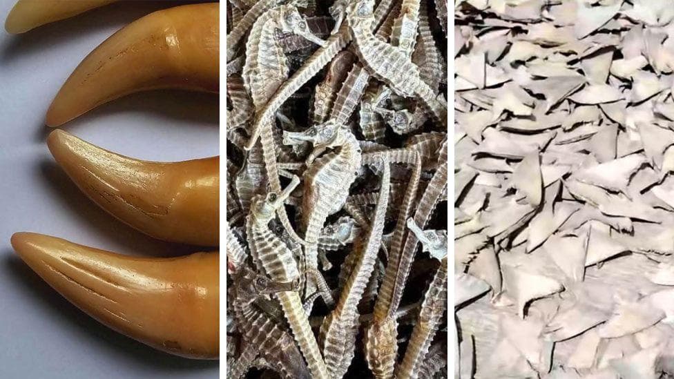 Tiger teeth, dried seahorses and shark fins sold illegally on Facebook, BBC finds
