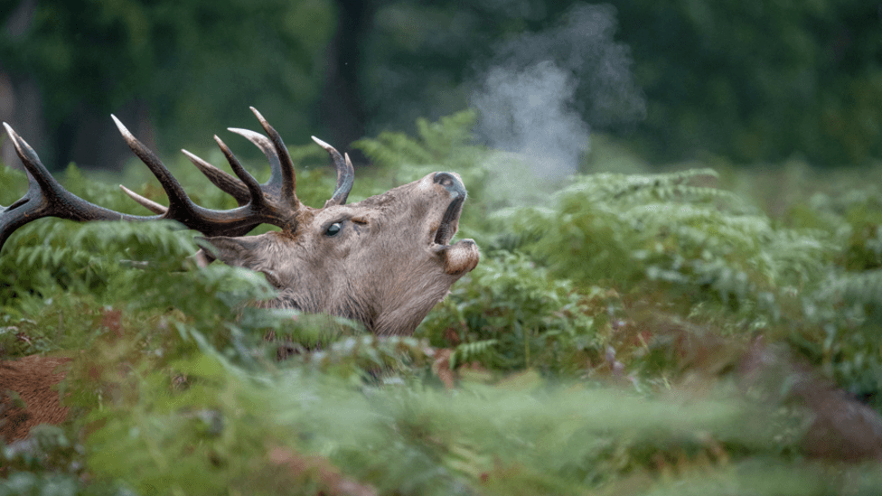 Amateur photographer's wildlife calendar raises £13k for hospice