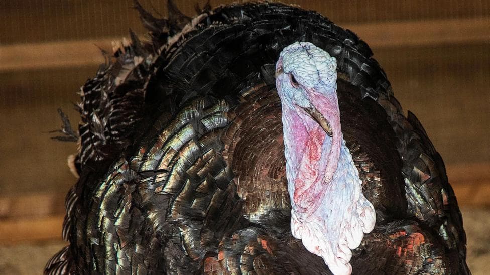 Turkey breeder supplying luxury stores investigated over welfare