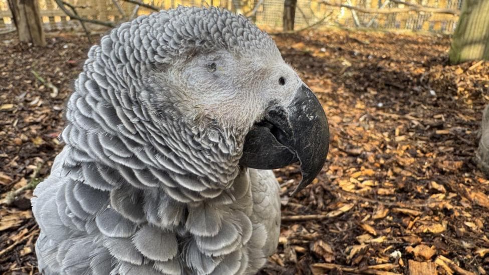 One-eyed flightless parrot gets new adapted home
