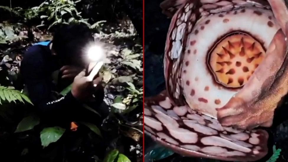Watch: Moment researcher finds rare flower after 13-year search