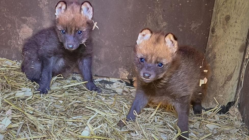 Rare wolf pups' birth spark zoo celebrations