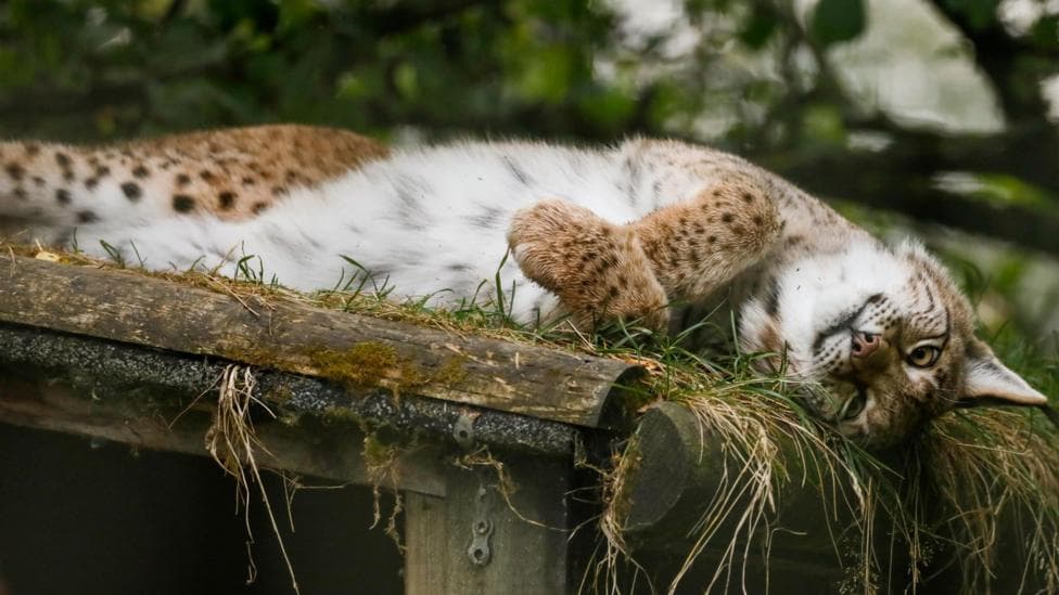 Living their best life? What the Highland lynx did next