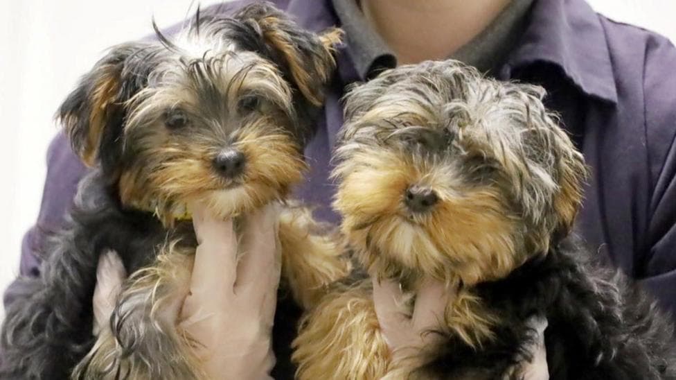 Charities welcome new law banning puppy smuggling