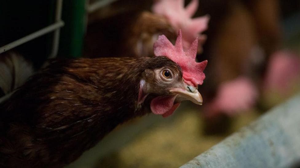 Plans to end hen cages and pig farrowing crates
