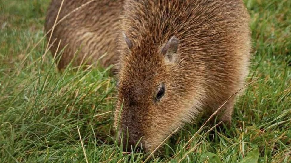 Searches for pair of capybaras 'stolen' from farm