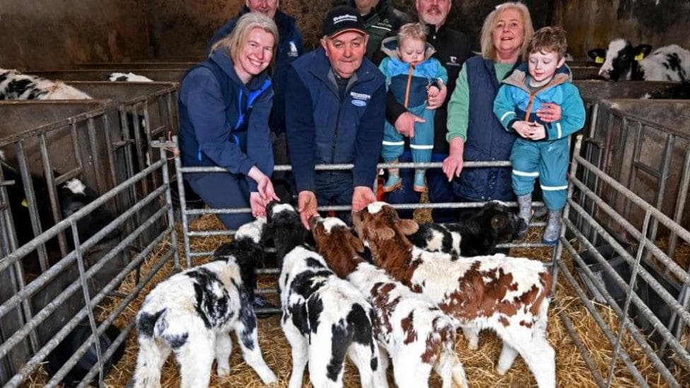 'Exceptionally rare' - farmer shocked after five calves born from one cow