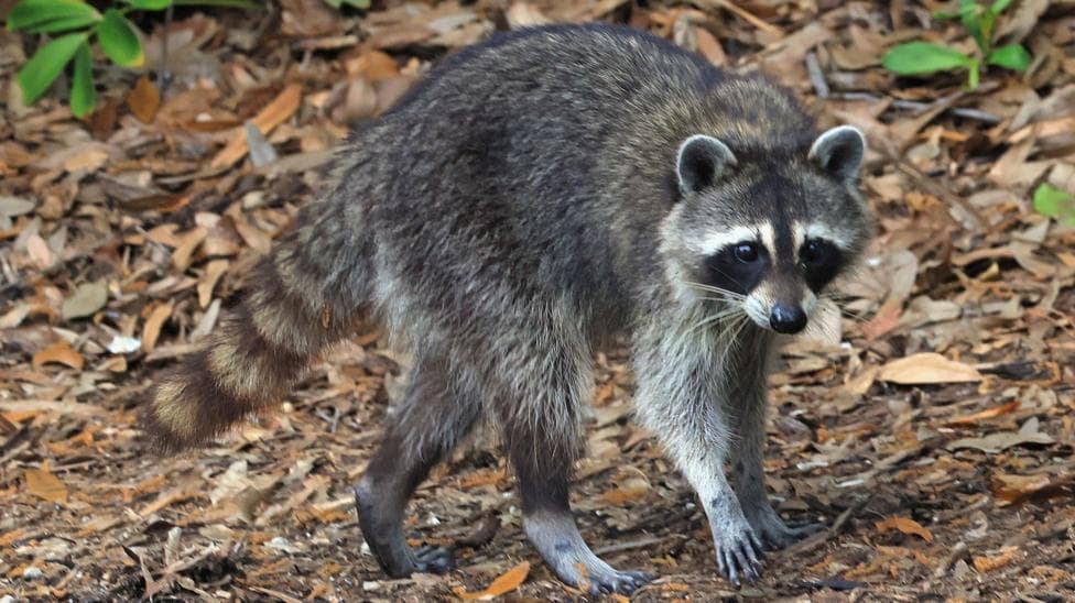 Weekly quiz: Where did shopkeepers find a drunk raccoon?