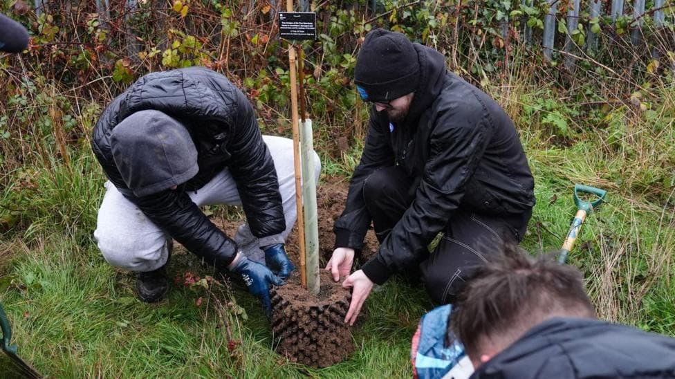 First Sycamore Gap tree 'offsprings' planted