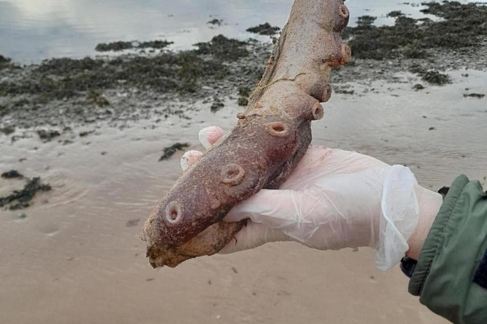 Remains of rare seven-arm octopus wash up on Scottish beach
