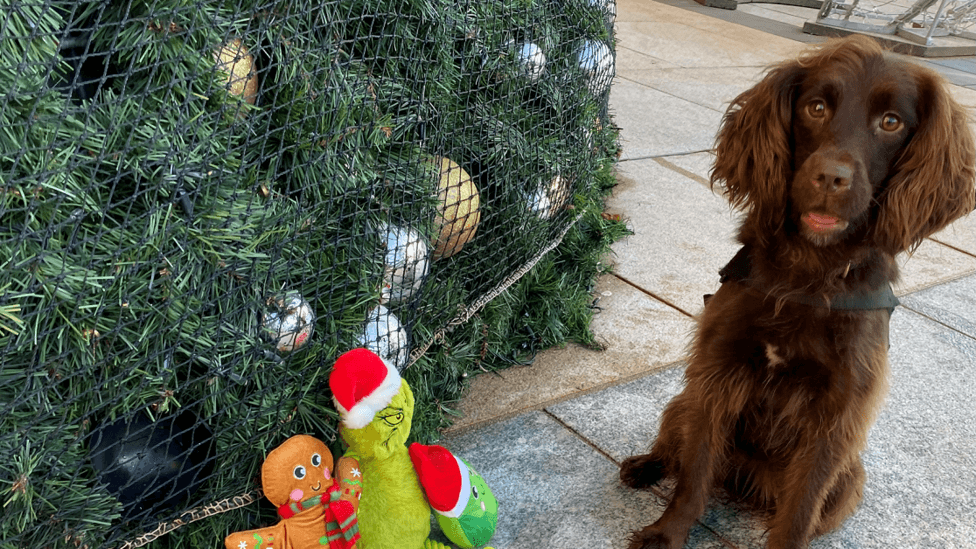Meet the working dogs that don't stop for Christmas