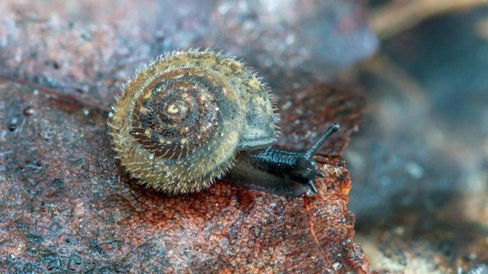 Race to rescue London's rare hairy snail