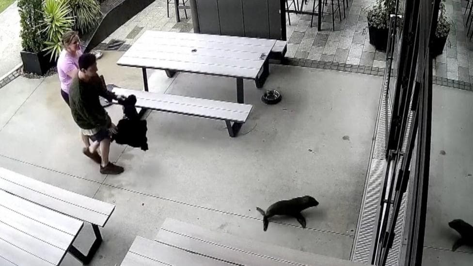 Watch: A baby seal walks into a bar...
