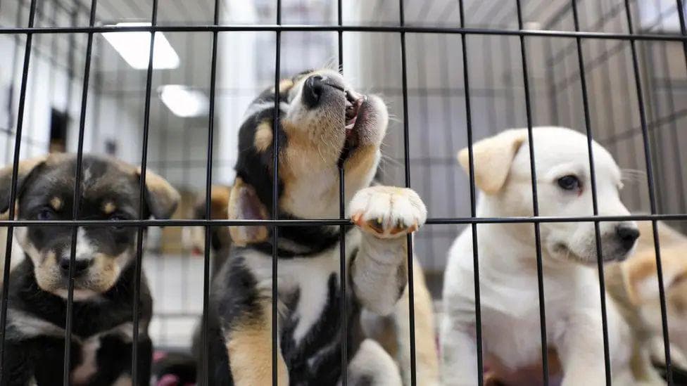 Puppy farm ban promised by animal welfare strategy