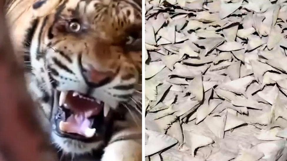 Tiger teeth and shark fins - how endangered species are being sold on Facebook